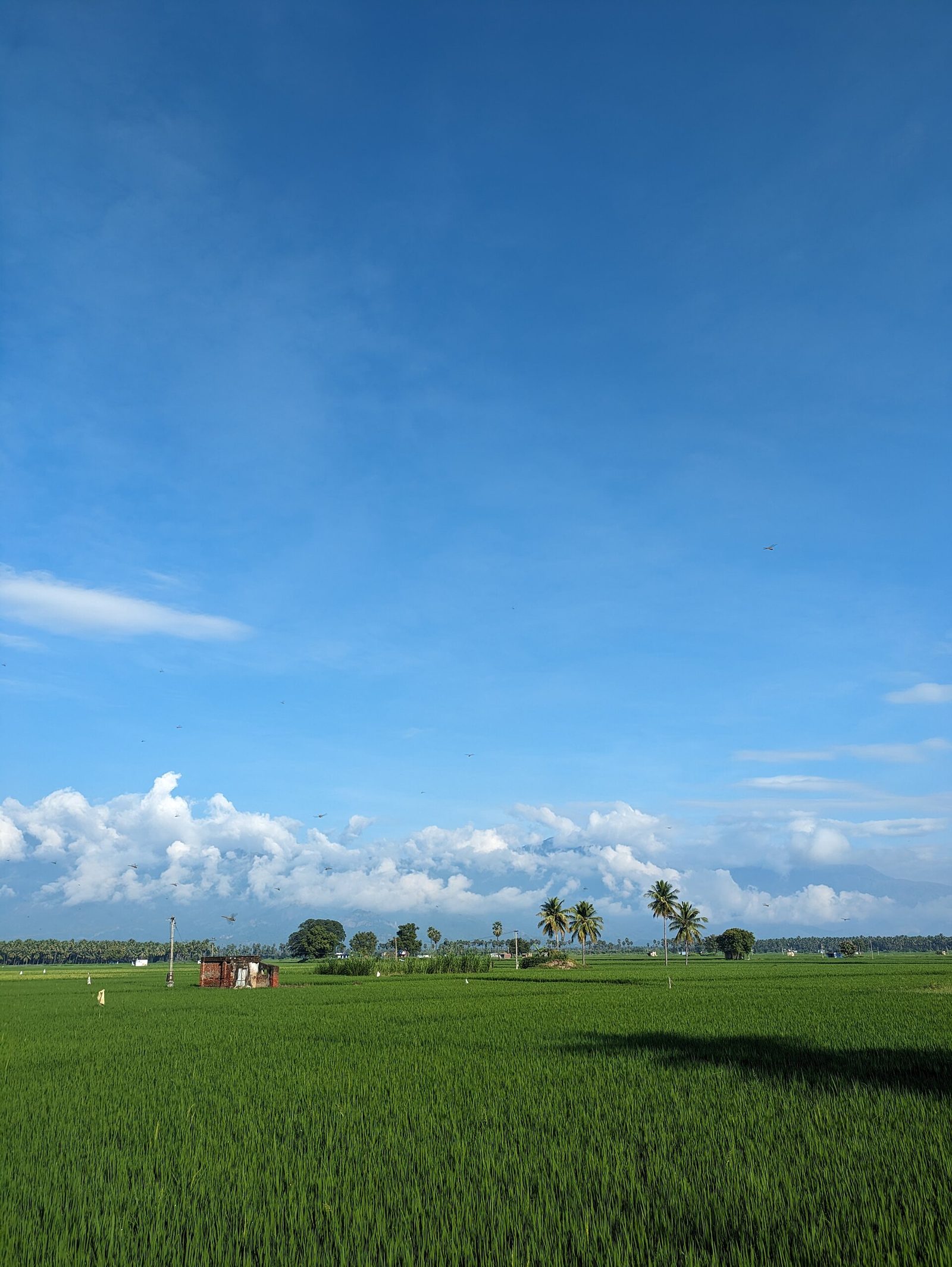 A green paddy field with coconut palms in Tamil Nadu