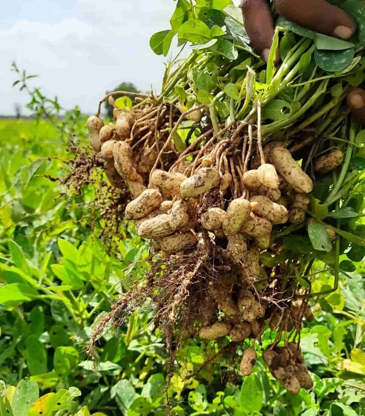 A groundnut plant freshly pulled from the field, peanuts on its roots