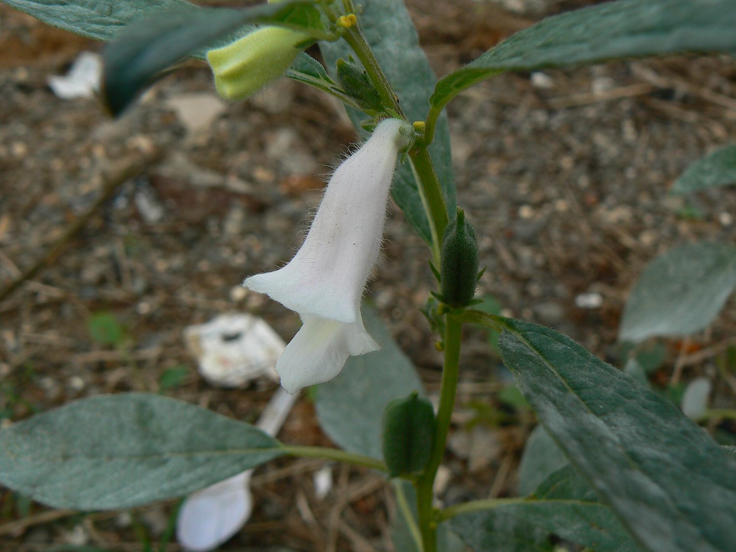 Sesame (gingelly) in flower