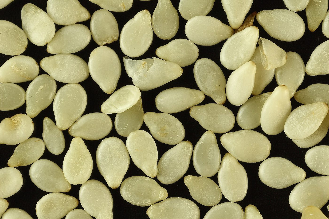 White sesame seeds